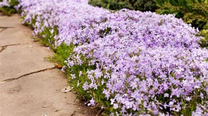 Will Dianthus come back every year?