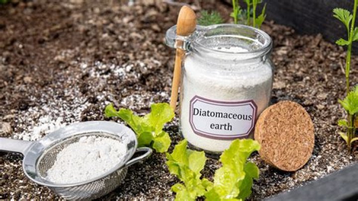 Will diatomaceous earth still work if it gets wet