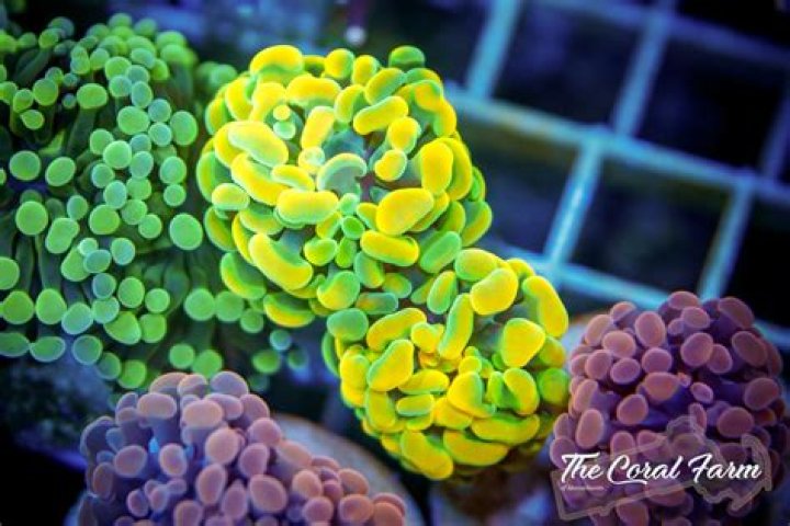 Will more live rock lower nitrates?